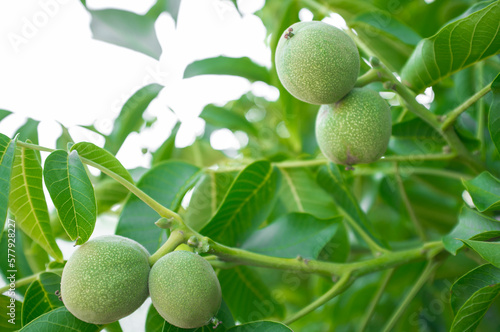 Green unripe walnuts growing on a tree photo