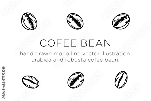 hand drawn monoline vector illustration.
arabica and robusta cofee bean.