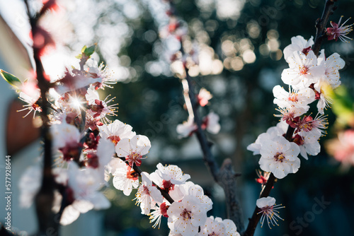 Apricot tree in bloom in spring photo