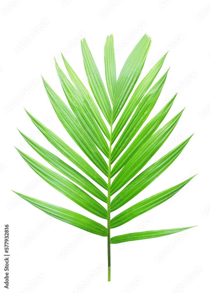 Tropical green leaf of palm tree on transparent background (png file). Tropical green leaf of palm tree on transparent background (png file).