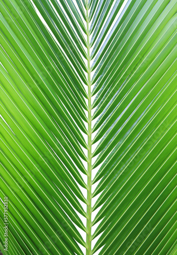 Tropical green leaf of palm tree on transparent background  png file .