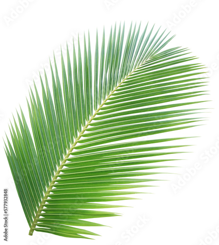 Tropical green leaf of palm tree on transparent background (png file).