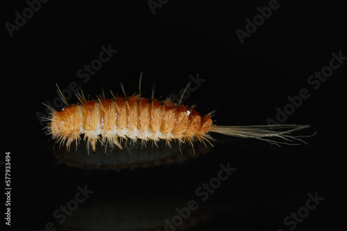 Larva, larvae of carpet beetle Anthrenus, Trogoderma, Attagenus, Dermestidae, Skin beetles family a synanthropic pest which lives in houses and apartments.