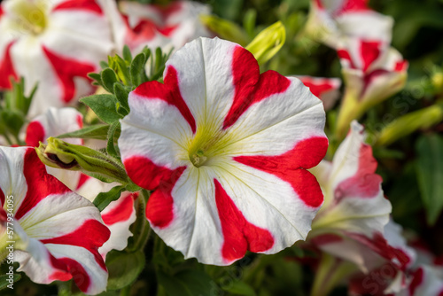Close-up of white-red Petunia hybrida flowers blooming in the greenhouse photo