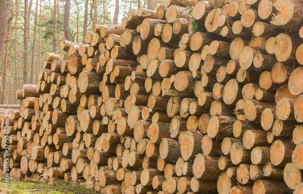 Brennholz Kiefer Forstwirtschaft Forst Wirtschaft Holz