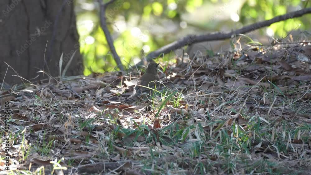 pale thrush in a forest pale thrush in a forest