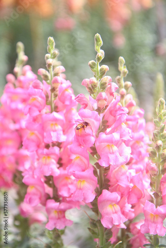 snapdragon flower and bee collecting pollen pale pink flowers when the sun is fading