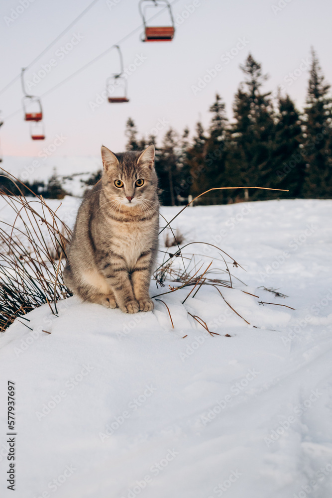 Obraz premium Beautiful cat sits on the snow overlooking the mountains