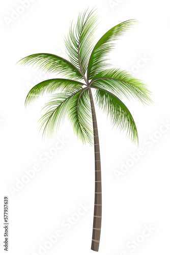 Coconut Tree Leaves tree on White transparent background