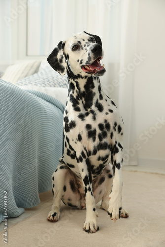 Adorable Dalmatian dog sitting on rug near bed indoors