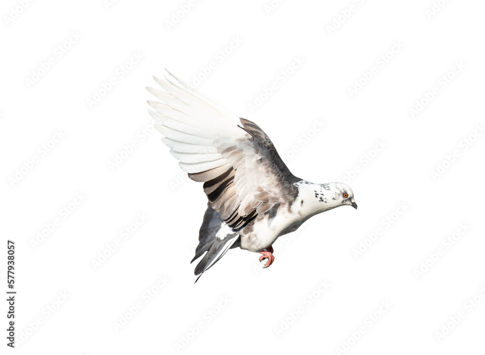 Obraz premium Pigeon flying on transparent background.