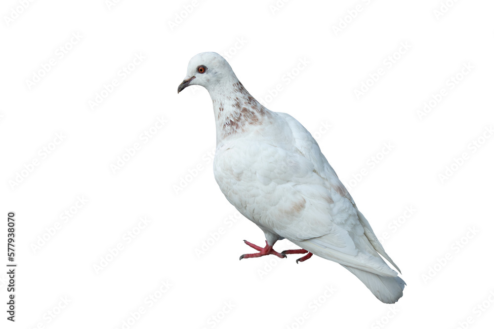 Obraz premium White pigeon on transparent background