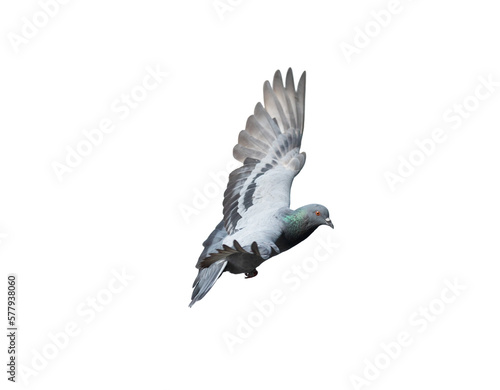 Pigeon flying on transparent background.