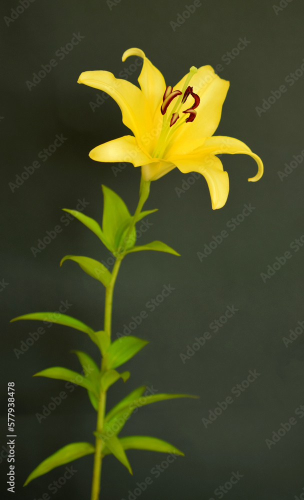 Naklejka premium 一輪の黄色いユリの切り花、黒背景に黄色い百合の花のクローズアップ