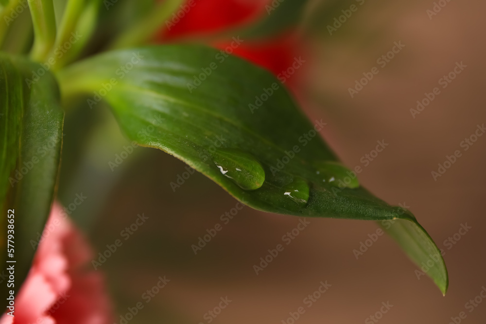 Beautiful leaf with water drops on blurred background, closeup Beautiful leaf with water drops on blurred background, closeup