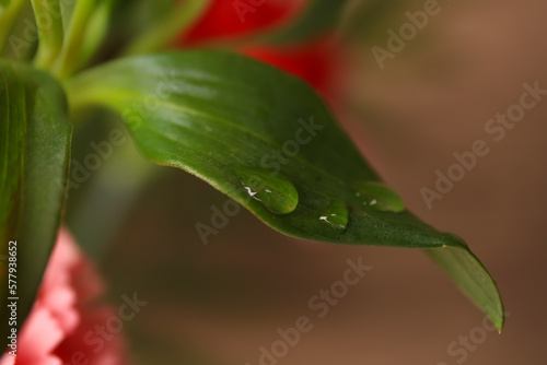 Beautiful leaf with water drops on blurred background  closeup