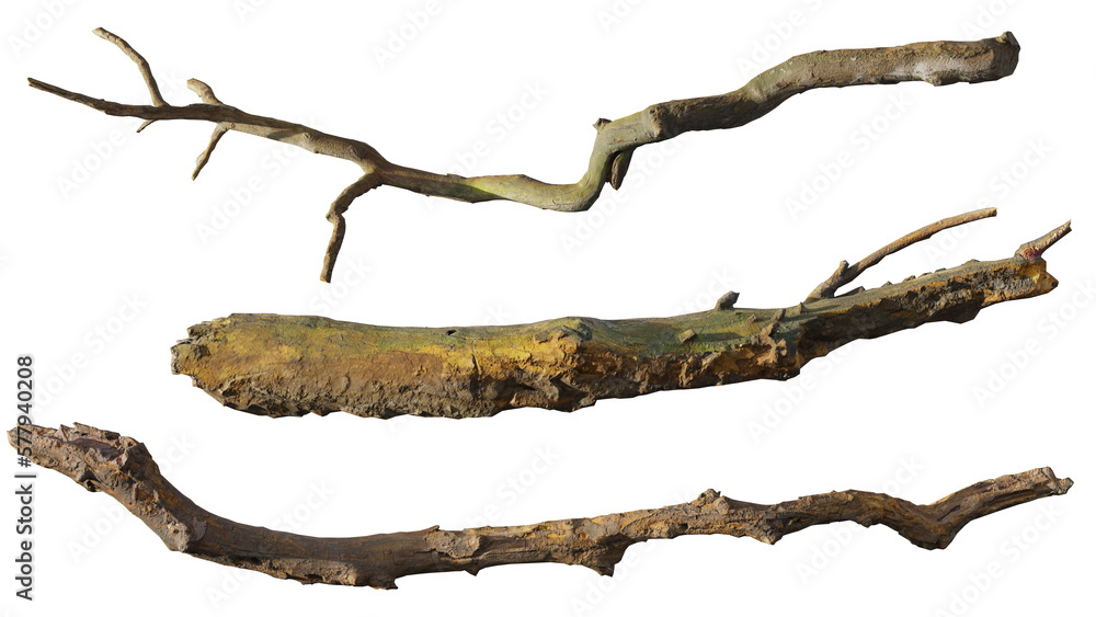 branches, set of twigs isolated on transparent background
