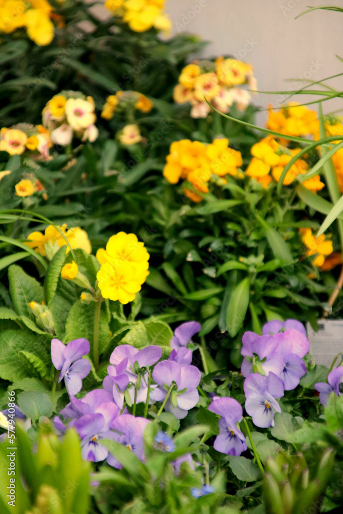 blumen auf dem balkon frühling blumen auf dem balkon frühling