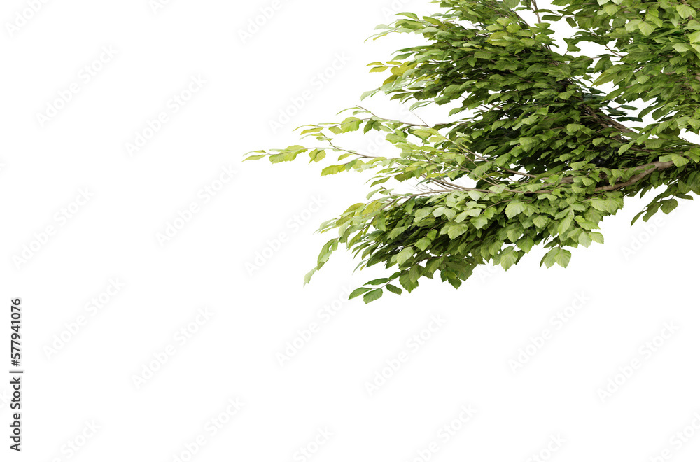 Tree branch with green leaf isolated on transparent background, 3d render illustration. Tree branch with green leaf isolated on transparent background, 3d render illustration.