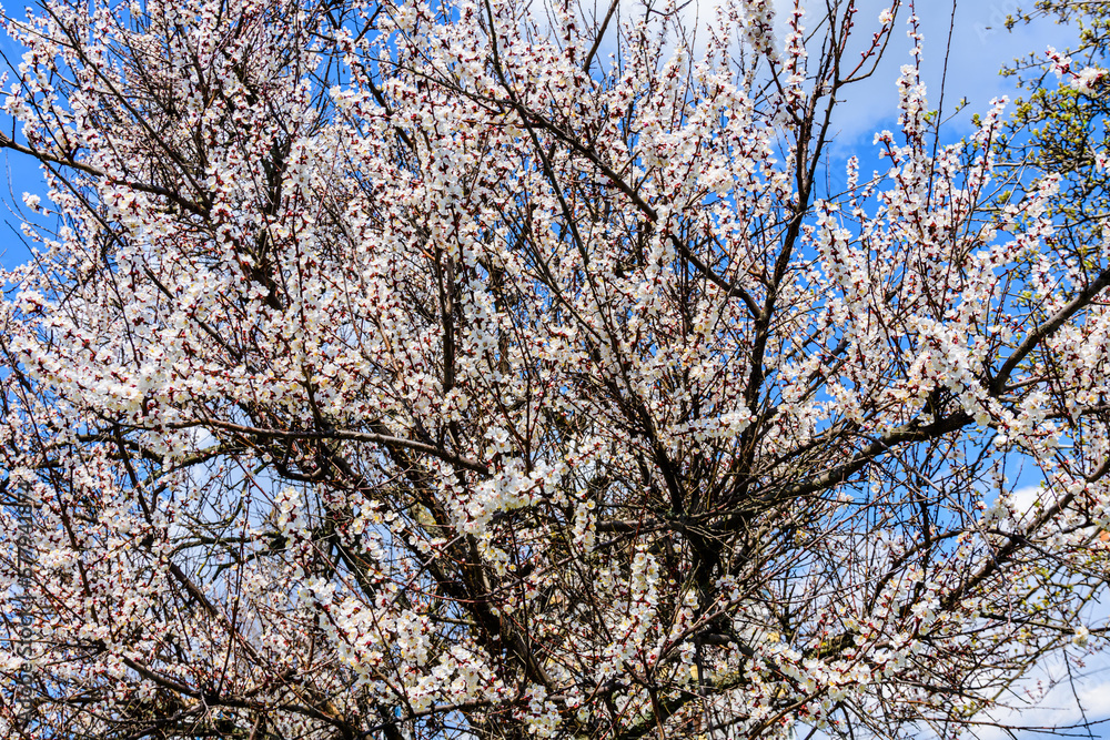 Branches of the blossoming apricot tree on spring Branches of the blossoming apricot tree on spring