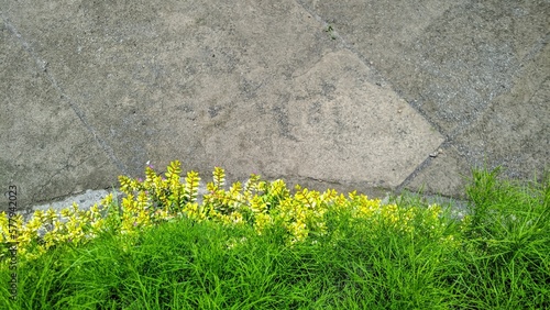 Thuja and Greenery. Green and yellow foliage on the concrete pavement background. yellow lonicera nitida or wilson's honeysuckle and Foeniculum vulgare Miller bush on sideways