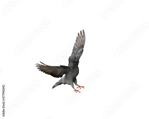 Pigeon flying on transparent background.
