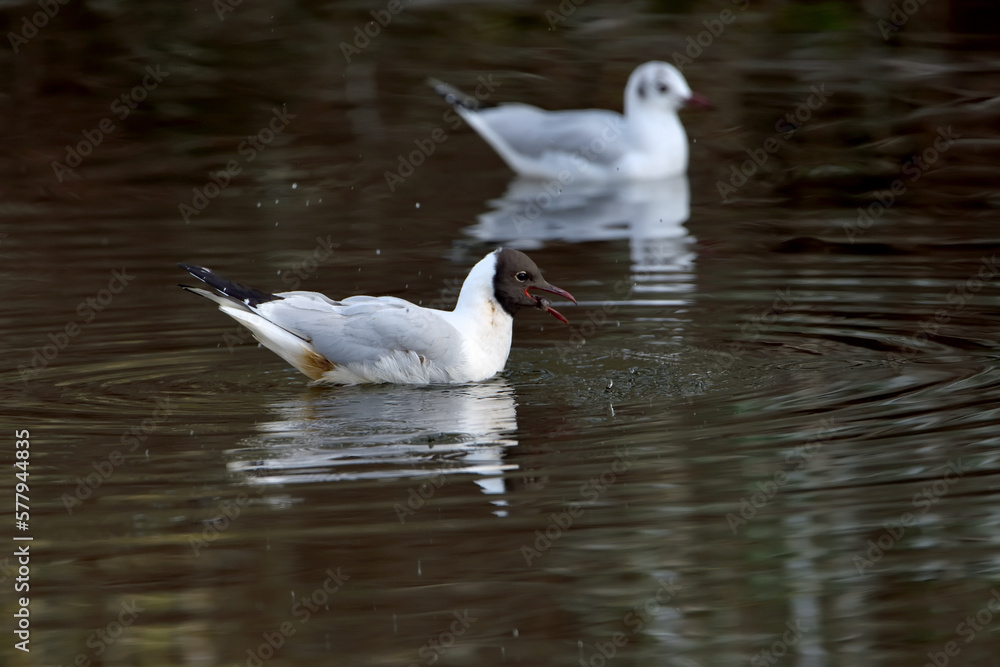 Gaviota reidora en pareja macho y hembra nadando en el estanque del parque (Chroicocephalus ridibundus) Gaviota reidora en pareja macho y hembra nadando en el estanque del parque (Chroicocephalus ridibundus)