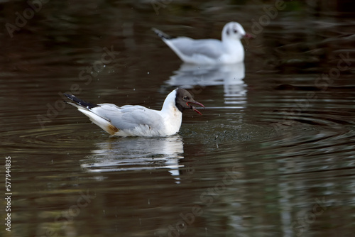 Gaviota reidora en pareja macho y hembra nadando en el estanque del parque (Chroicocephalus ridibundus)