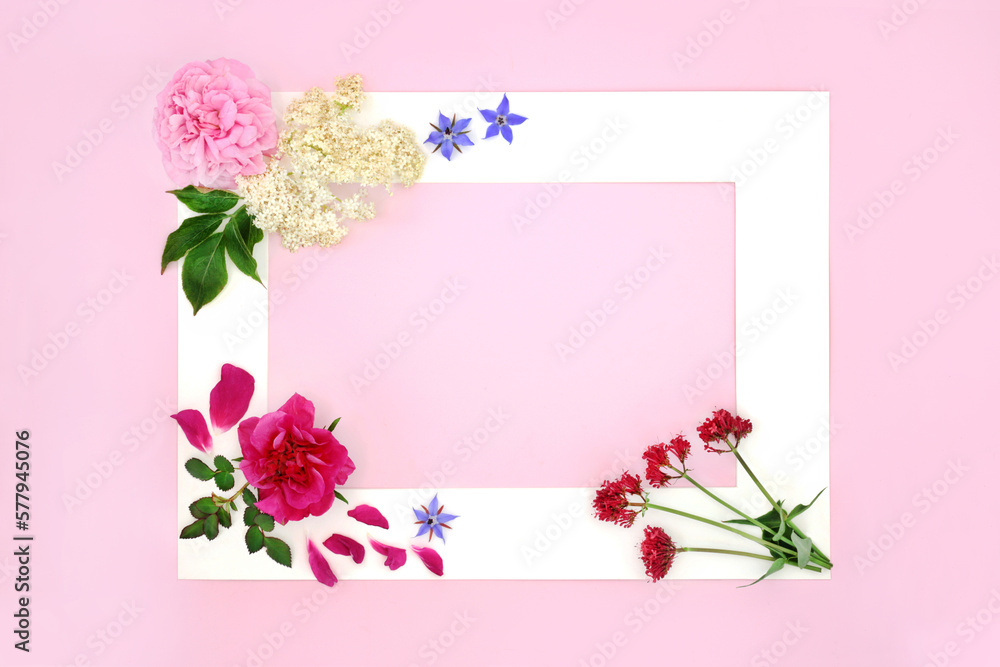 Herbal plant medicine flowers with valerian, rose, foxglove, elderflower and borage herbs. Natural flower remedy concept abstract minimal natural border frame on pink.