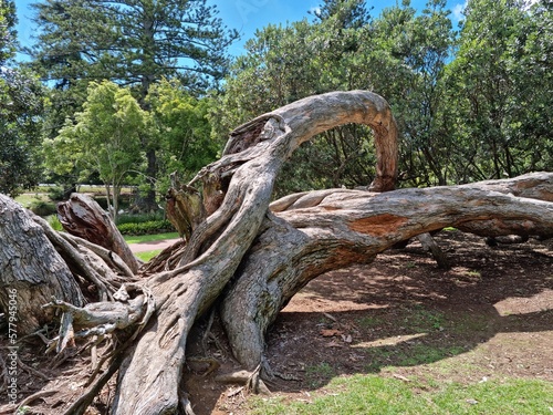 Gnarled tree in summer park 03