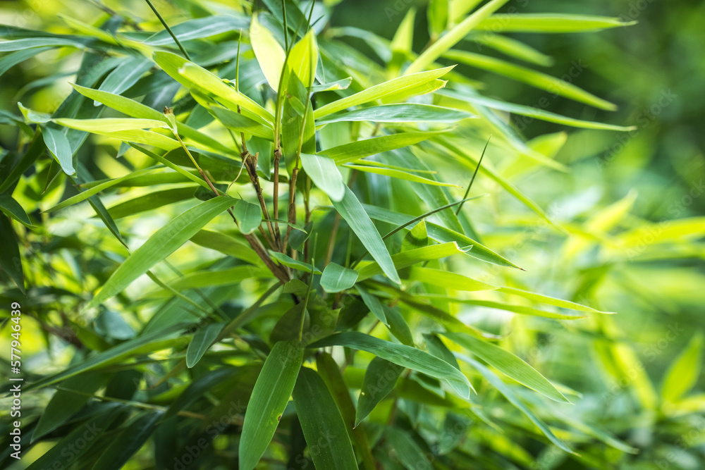 Fototapeta premium bamboos in a bamboo forest