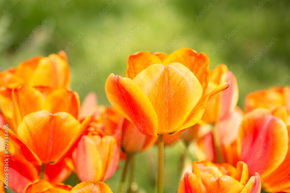 Beautiful tulips flower in tulip field in spring Beautiful tulips flower in tulip field in spring