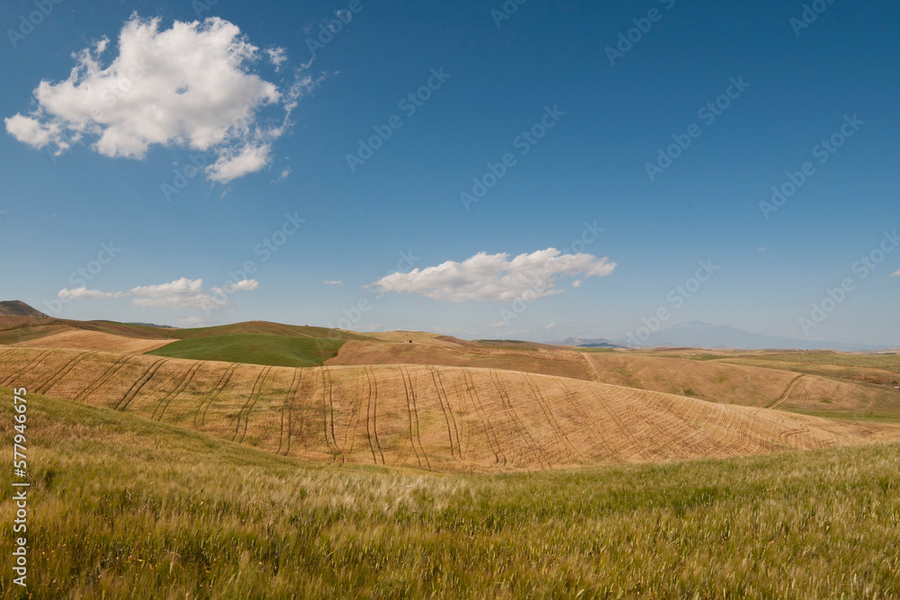 Harvested fields in Sicily, Italy. Yellow wheat and blue sky in a Summer day 