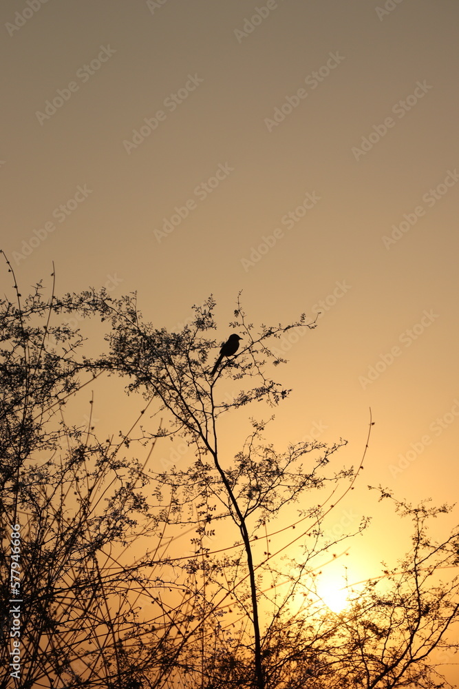 Silhouette, bird on bush and sunset golden light Silhouette, bird on bush and sunset golden light