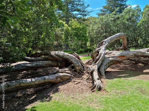 Gnarled tree in summer park 01