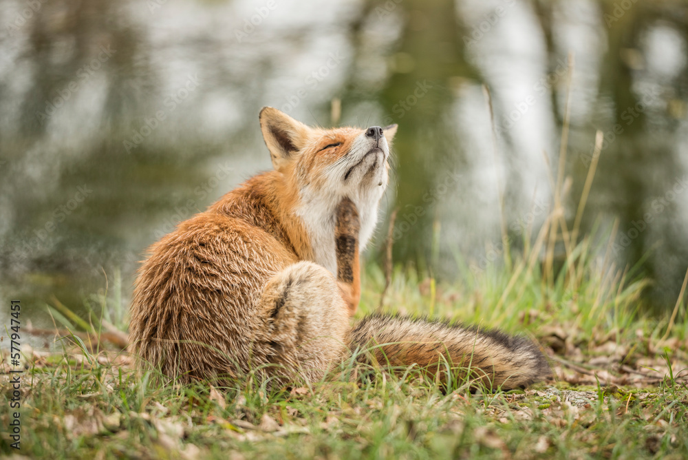 Beautiful wild fox with itch and scratching his neck, sitting in the grass during autumn. Beautiful wild fox with itch and scratching his neck, sitting in the grass during autumn.