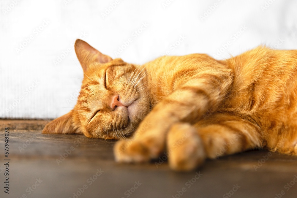 portrait of adorable ginger cat - sleeping red tabby kitten  