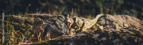 a couple of tyrannosaurus rex in the wild during the cretaceous photo