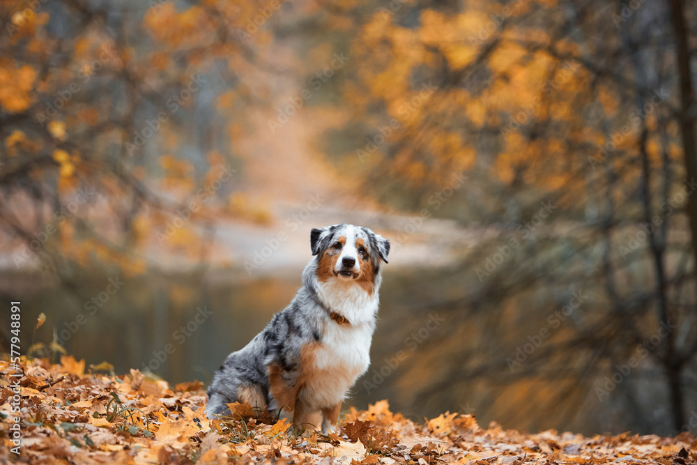 Dog breed Australian Shepherd sits in the tall autumn grass and looks into the camera. Pet for a walk in the field. The concept of goods for animals, articles, blog.