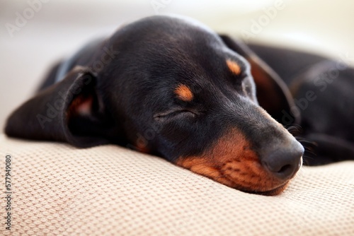 Portrait of cute young dachshund dog puppy sleeping. © nyul