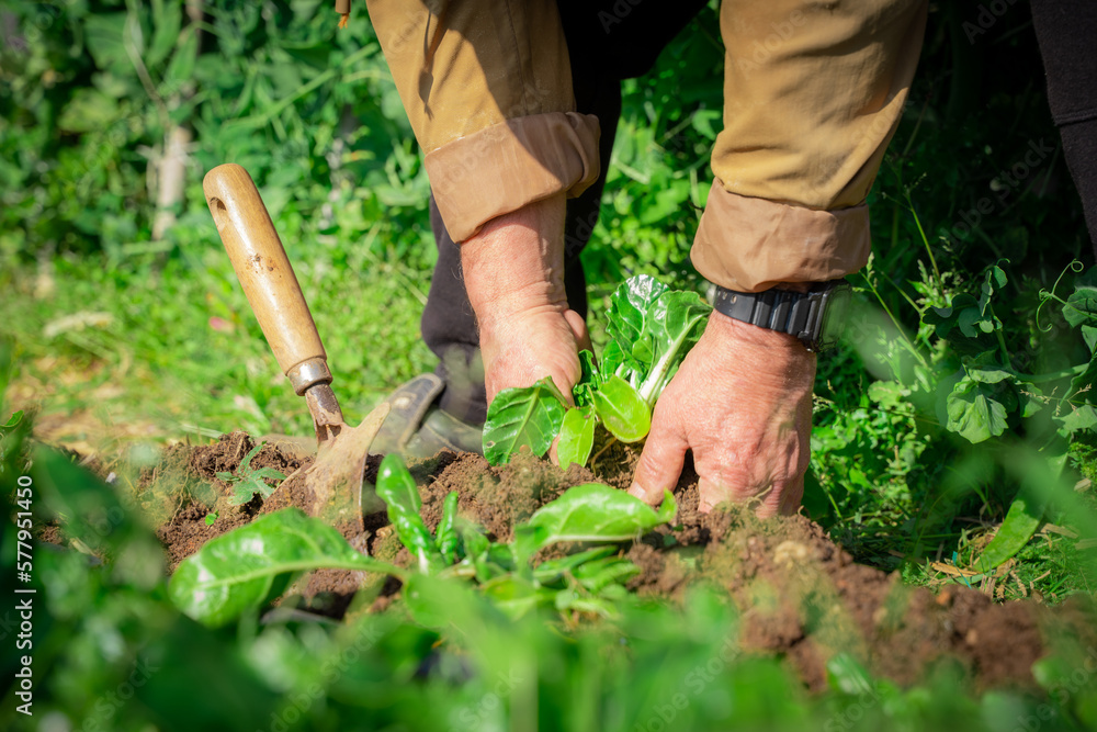 Fototapeta premium Hands of an elderly man working in the vegetable garden with a garden spade stuck in the ground