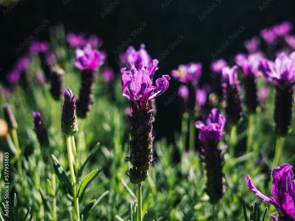 Obraz premium field of lavender