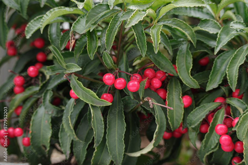 Obraz premium マンリョウの赤い実