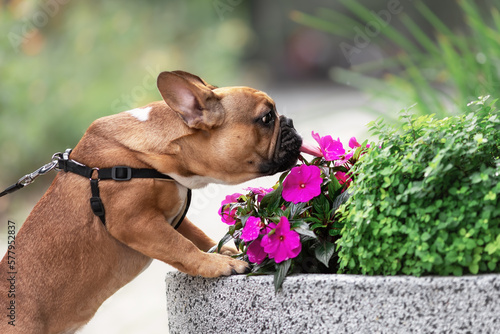 Cute french bulldog dog licking and sniffing flowers outdoors