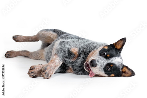 Funny puppy of australian cattle dog or blue heeler lying down and playing on white background photo