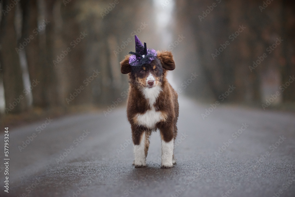 halloween miniature american shepherd