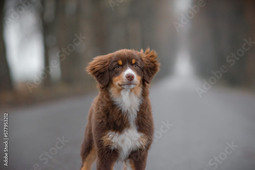 miniature american shepherd portreit photo