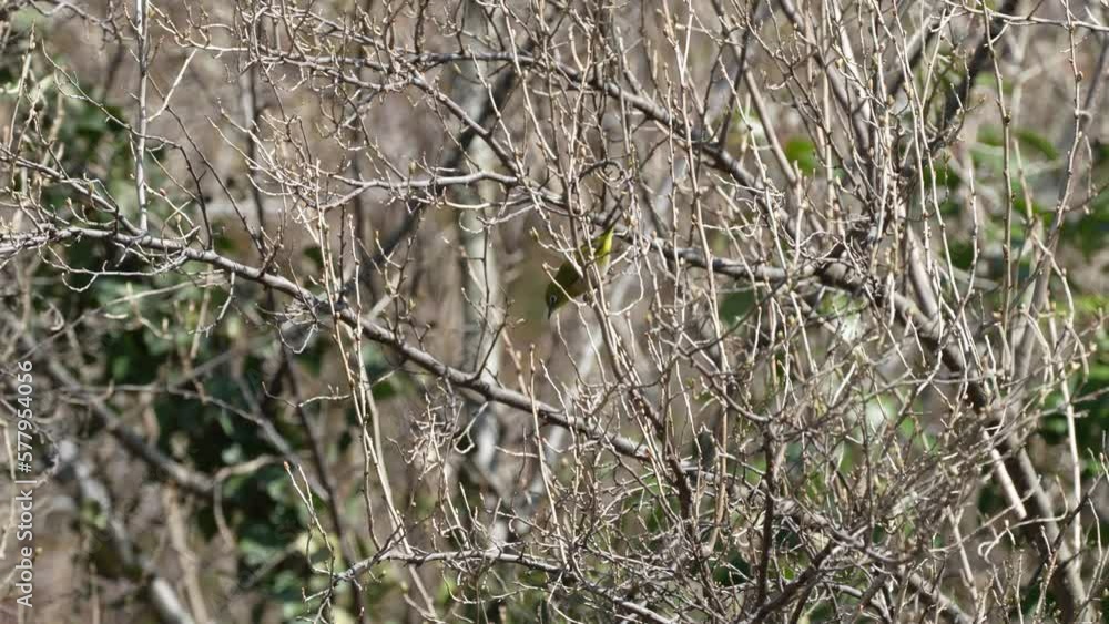 white eye in a forest white eye in a forest