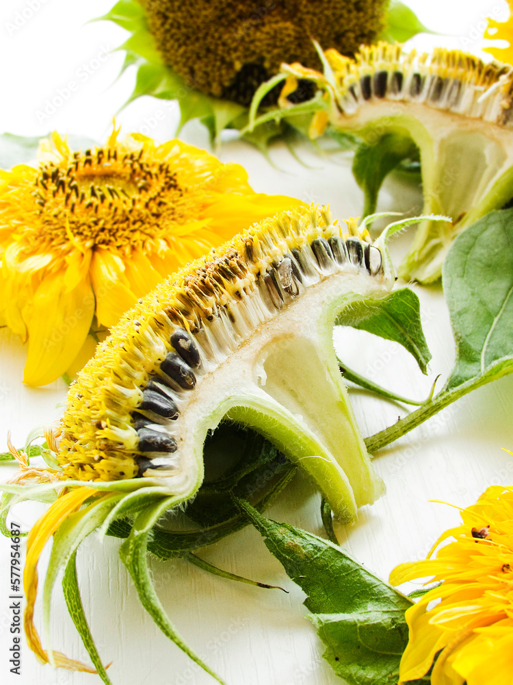 Naklejka premium Sunflowers on white