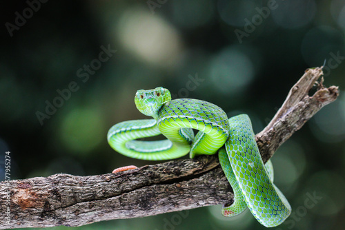 Beautiful Green Pit Viper snake on the branch with bokeh background 